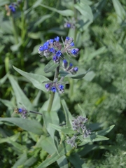 Anchusa leptophylla, photograph (c) Ирина Хохрякова, some rights reserved (CC BY)