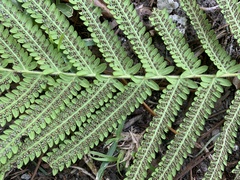 Pelazoneuron kunthii