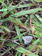 Nymphalidae