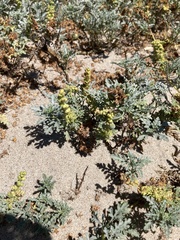 Ambrosia chamissonis