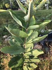 Asclepias syriaca