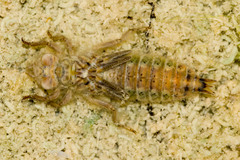 Paragomphus sinaiticus