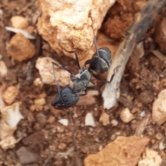 Camponotus micans