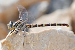 Paragomphus sinaiticus