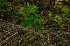 Steganotaenia araliacea