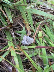 Nymphalidae