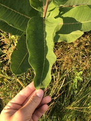 Asclepias syriaca