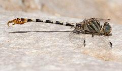 Paragomphus sinaiticus