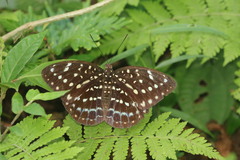 Lexias dirtea