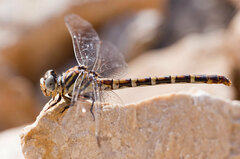 Paragomphus sinaiticus