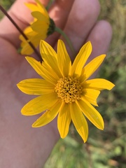 Helianthus occidentalis