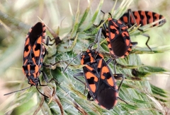 Spilostethus saxatilis