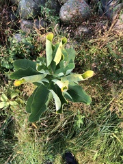 Asclepias syriaca