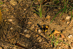 Junonia hierta cebrene