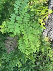 Sorbus decora