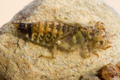 Paragomphus sinaiticus