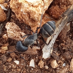 Camponotus micans