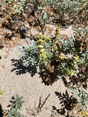 Ambrosia chamissonis