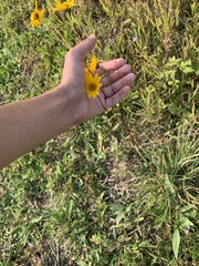 Helianthus occidentalis