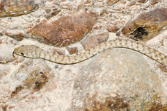 Platyceps rhodorachis