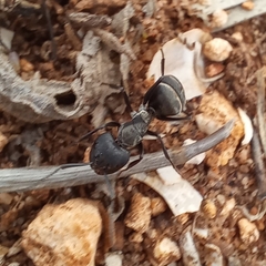 Camponotus micans