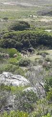 Struthio camelus australis