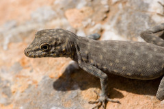 Pristurus celerrimus