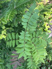 Sorbus decora