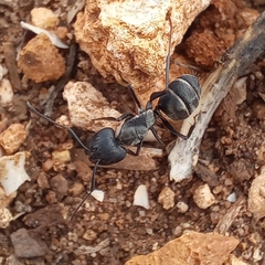 Camponotus micans