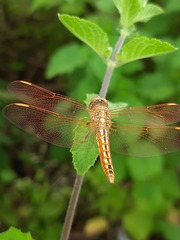 Brachythemis contaminata