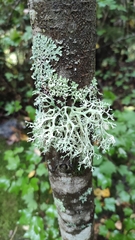 Evernia prunastri