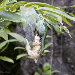 Rhacophorus malabaricus