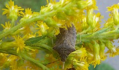 Podisus maculiventris