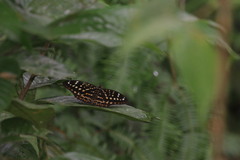 Lexias pardalis