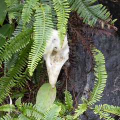 Rhacophorus malabaricus