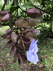 Thunbergia grandiflora