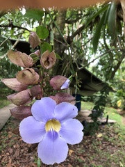 Thunbergia grandiflora