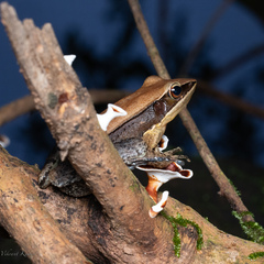 Indosylvirana caesari