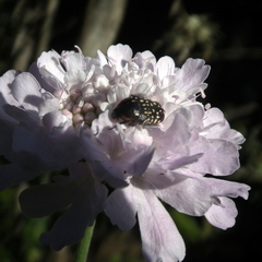 Oxythyrea marginalis