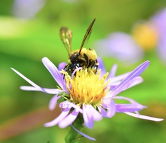 Andrena robervalensis