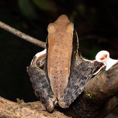 Indosylvirana caesari