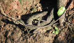 Basiliscus basiliscus