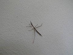 Tetanorhynchini