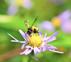 Andrena robervalensis