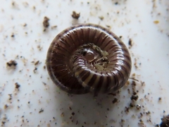 Cylindroiulus caeruleocinctus