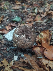 Echinoderma