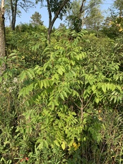 Phellodendron amurense