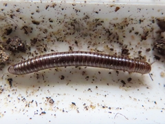 Cylindroiulus caeruleocinctus