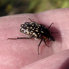 Oxythyrea marginalis