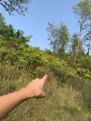 Phellodendron amurense